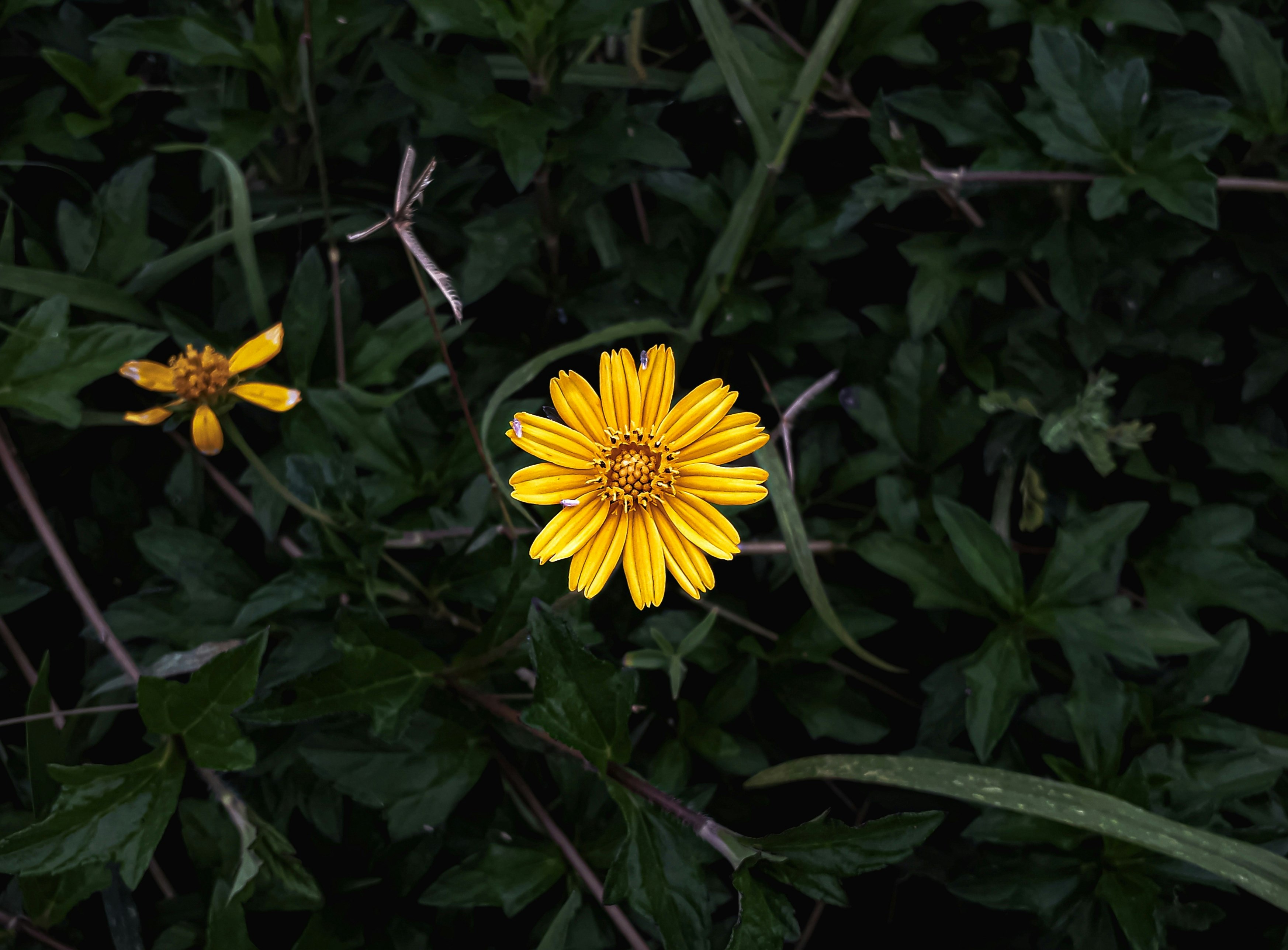 yellow flower with green leaves